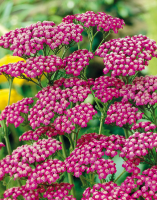 Тысячелистник Achillea Mill. Summerwine Н=60см