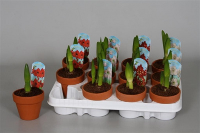 Гипеаструм Hippeastrum Overig 9/15