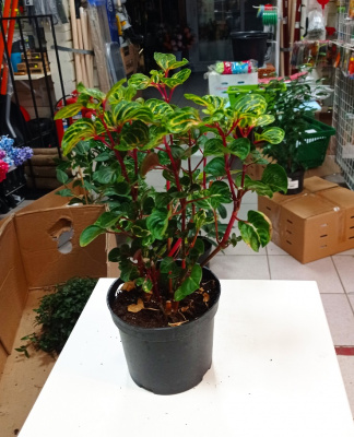 Ирезине Хербста С1