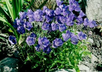Колокольчик карпатский (синий,VI-VIII,Н=20см) Campanula carpatica 'Blue Clips'