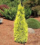 Thuja occidentalis 'Jantar'