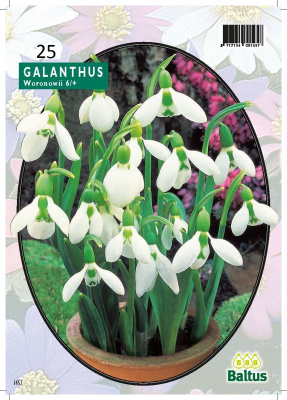 Подснежник Galanthus Woronowii Sneeuwklokjes