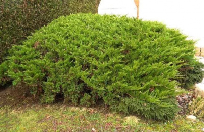 Можжевельник средний  (Juniperus media 'Wilhelm Pfitzer')