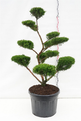 Можжевельник средний (Juniperus media 'Mint Julep') BONSAI 140-160 CM C110