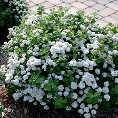 Спирея берёзолистная Spiraea betulifolia 'Tor' (бел,VI-VII,Н=В=80см,лист зелёный)