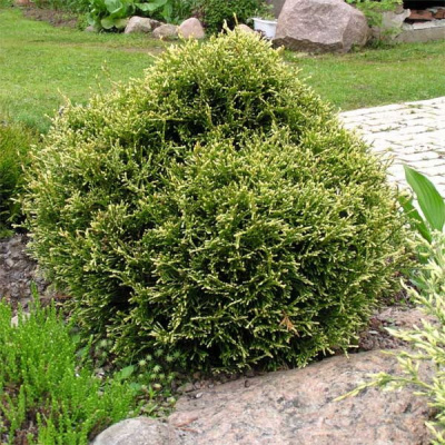 Thuja occidentalis 'Stolvik'