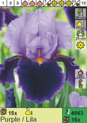 Ирис бородатый Purple - Lila Н=90см per1