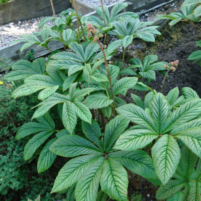 Роджерсия Rodgersia pinnata 'Superba'