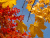 Acer platanoides Emerald Queen