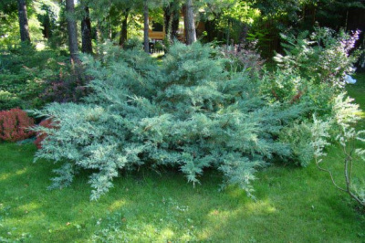 Можжевельник виргинский (Juniperus virginiana 'Hetz')