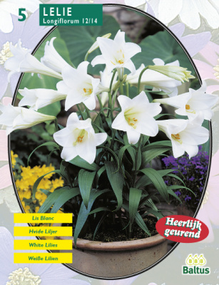 Лилия Lilium Longiflorum 12/14 per 5