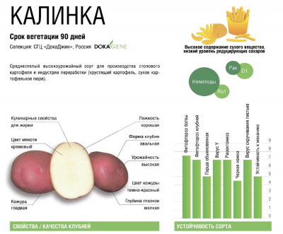 Картофель семенной средн.(90 дн)  Калинка Элита 2кг Россия