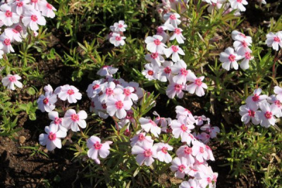 Флокс Дугласа Phlox douglasii 'Coral Eye' (розовый,V-VI,Н=12/7см)