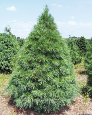 Сосна веймутова (Pinus strobus C3 15-25 Вн) Н=25м,В=8м,хв.