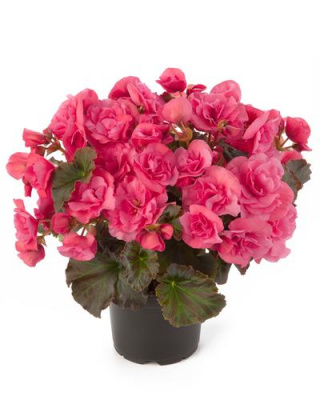 Бегония Begonia Элатиор Пинк D14