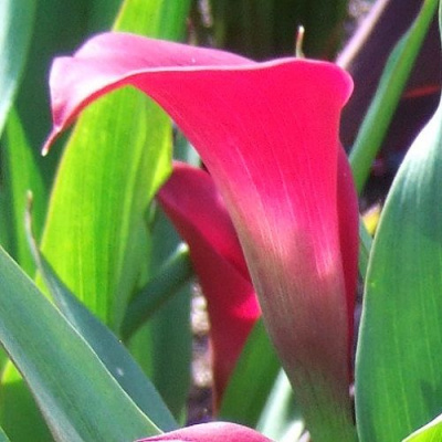 Калла Zantedeschia Pink Jewel Extra