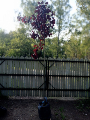 Черемуха Виргинская Шуберт (PRUNUS VIRGINIANA `SCHUBERT` Н5м) 250-300cm С50