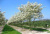 Ирга канадская Amelanchier lamarkii