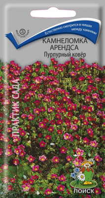 Камнеломка Арендса Пурпурный ковёр (ЦВ) (