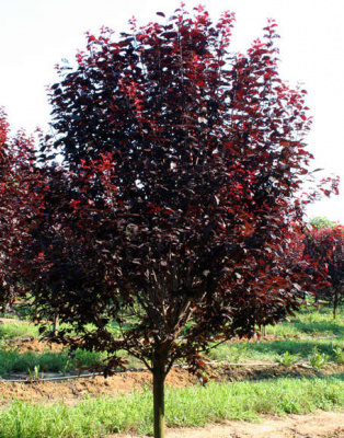 Слива растопыренная (Prunus cerasifera Pissardi C7,5 180-200)