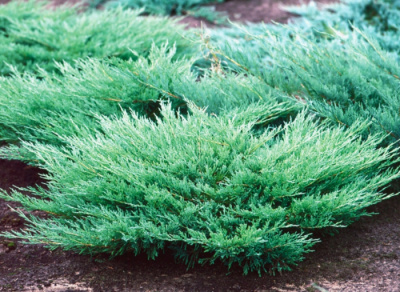 Можжевельник горизонтальный Juniperus horizontalis 'Andorra Compact'