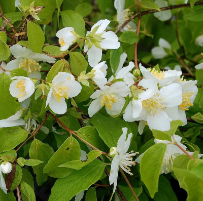 Philadelphus x lemoine