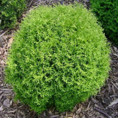 Туя западная (Thuja occidentalis Tiny Tim) Н=0,5-1,0м