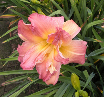 Лилейник (Hemerocallis EveryDaylily Rose) C2