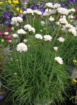 Армерия приморская Armeria maritima 'Armada White' (белая,V-VII,Н=18-20см )