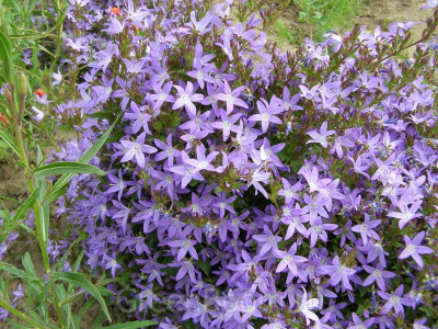 Колокольчик Портеншлага Campanula portenschlagiana 