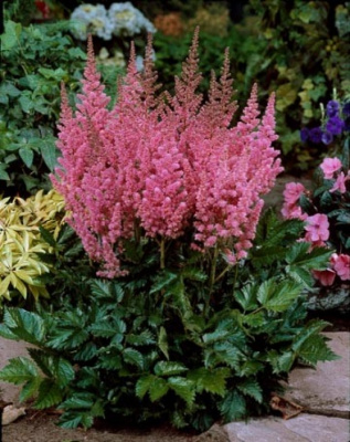 Астильба китайская Astilbe chinensis 'Visions in Pink' (тёмно-розовая,VII-X,Н=40-45см,лист тёмно-зел