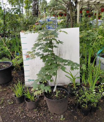 Клен ложнозибольдов Норд Винд (Acer pseudosieboldianum 'North Wind'® (Jack Frost)