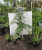 Клен ложнозибольдов Норд Винд (Acer pseudosieboldianum 'North Wind'® (Jack Frost)