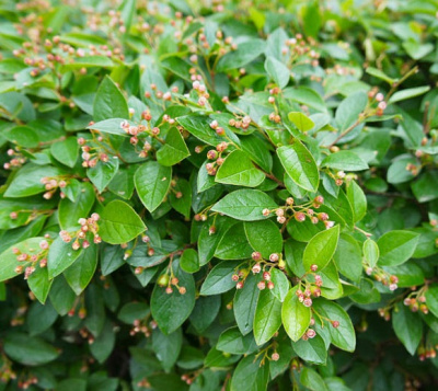 Кизильник блестящий (Cotoneaster lucidus Н2м В2м)