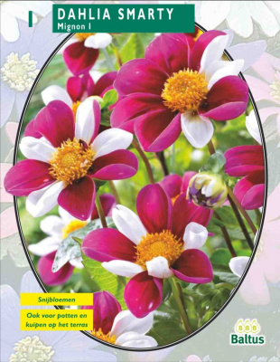 Георгин Dahlia Mignon Smarty per 1