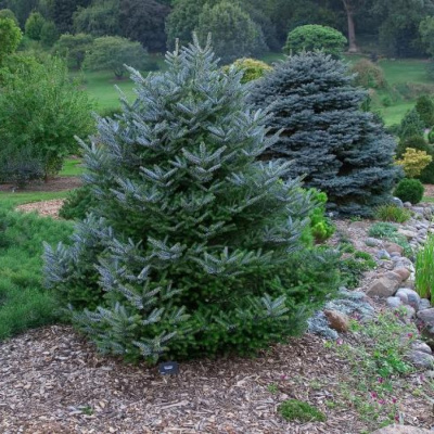Пихта корейская (Abies koreana Silberlocke H3-4м)  60-70 C10