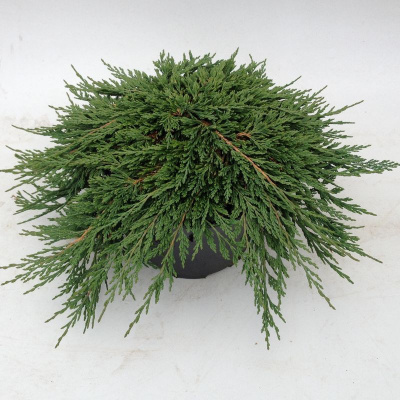 Можжевельник горизонтальный (Juniperus horizontalis 'Pancake')