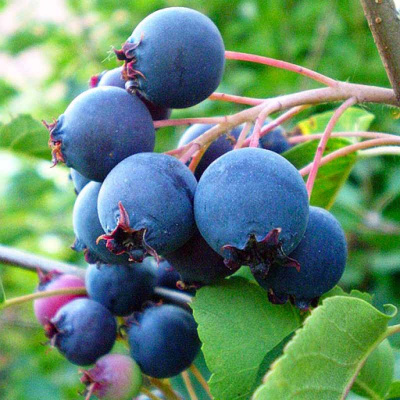 Ирга Ламарка (Amelanchier Lamarckii) 30-50 C3