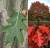 Дуб красный Quercus rubra