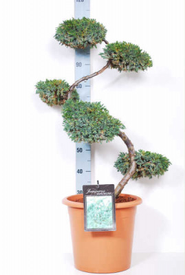 Можжевельник чешуйчатый (Juniperus squamata 'Blue Carpet') бансай