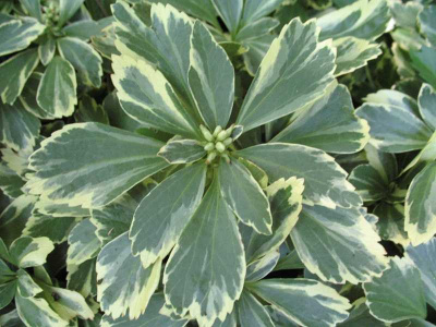 Пахисандра верхушечная 'Variegata' (бел,IV-V,Н=50см,вечнозел,пёстрый,зелёный Pachysandra terminalis