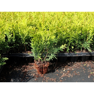 Туя западная Смарагд (Thuja occidentalis 'Smaragd' Н4м,В1,5м)
