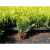 Туя западная Смарагд (Thuja occidentalis 'Smaragd' Н4м,В1,5м)