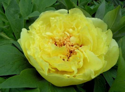 Пион ИТО  гибрид 'Yellow Crown' цв. 17 см махровый желтый (H=60 см)