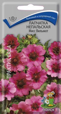 Лапчатка непальская Мисс Вильмот (ЦВ) (