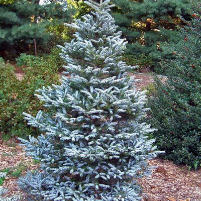 Пихта корейская (Abies koreana Silberlocke С7,5 60-80) H=3-4м