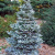 Пихта корейская (Abies koreana Silberlocke С7,5 60-80) H=3-4м
