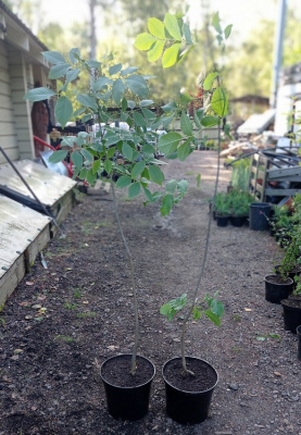 Ясень обыкновенный (Fraxinus exselsior) 160см С5