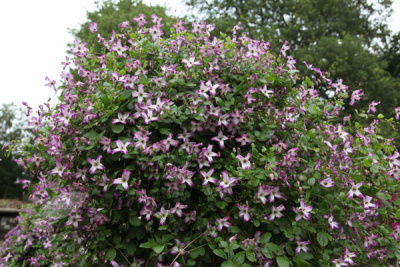 Clematis 'Minuet ' Клематис (цв.красные с белой серединкой,Дцв=5-7см,Н=2,00-3,00м)