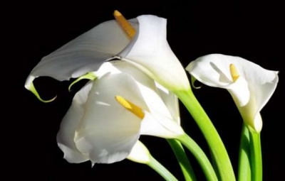 Калла Callas White
